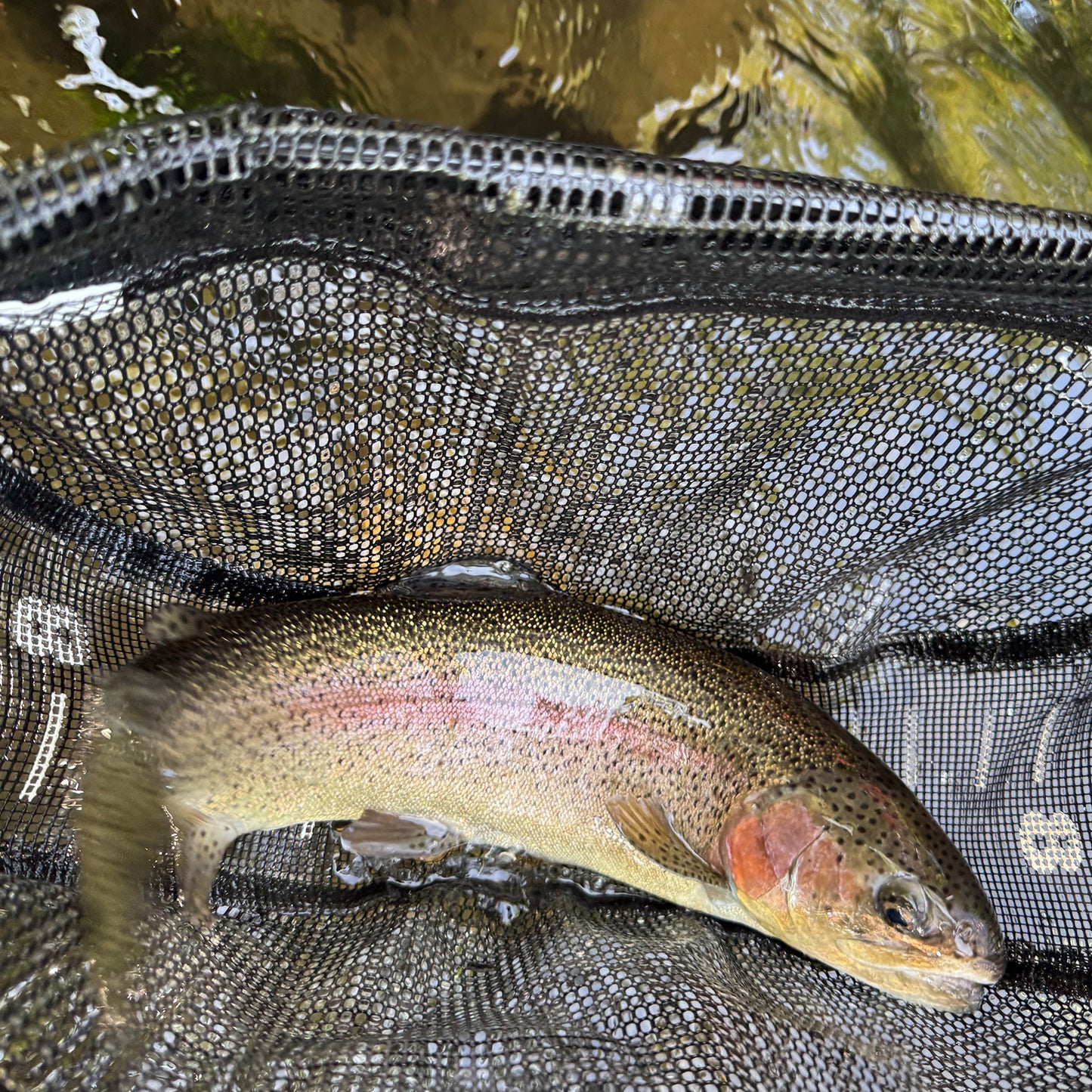 Trout Bolt Action Pen
